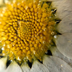 Real white daisy flower necklace for women. Dried flower jewelry pressed in resin. Women's gold necklace accessories. Unique gift for her.